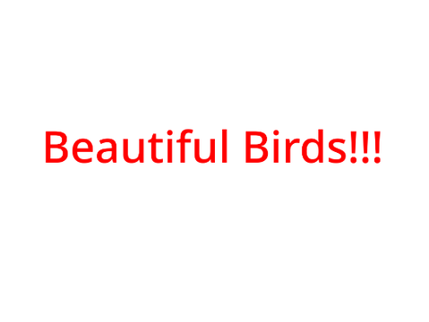 Beautiful birds