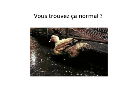 STOP A LA MALTRAITANCE ANIMALE remix remix
