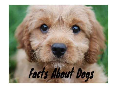 Facts About Dogs
