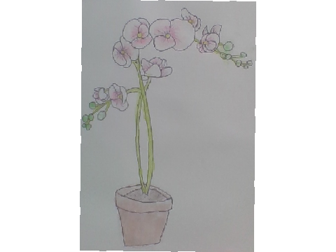 Flower art dump! pt. 1