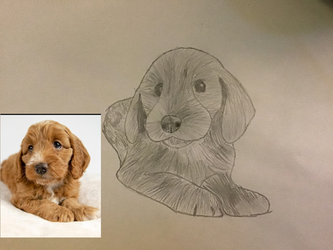 Dog drawing