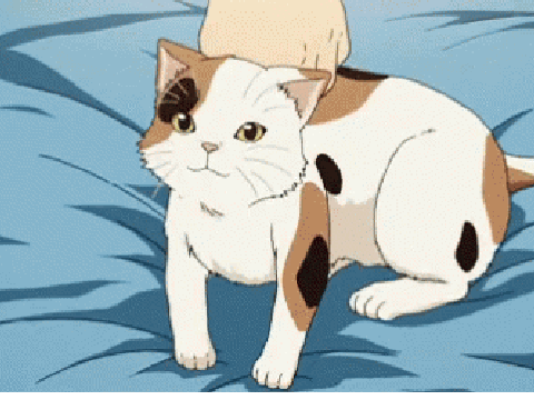 Calico Cat