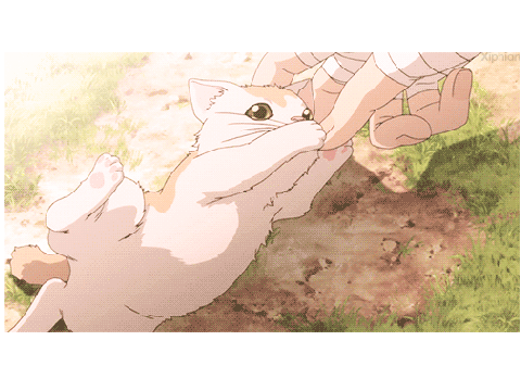 Cute Kitten