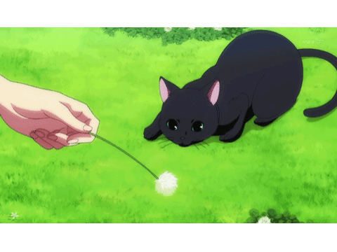 Black Kitten Playing
