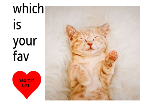 cat vs dog