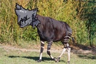 okapi