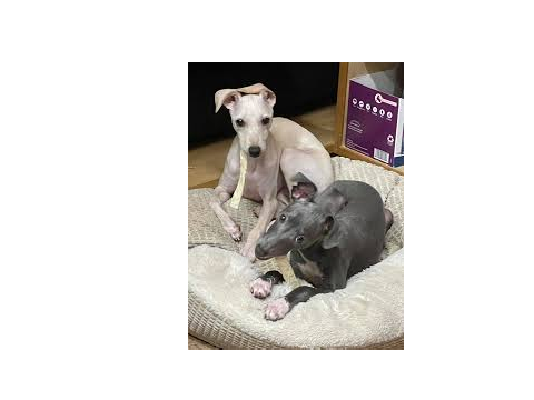Meet Iggy And Izzy!