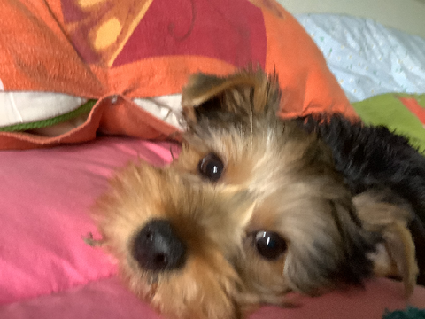 my dumpling <33