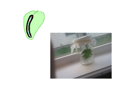dew :>