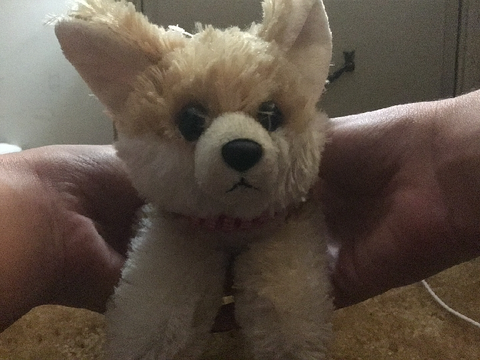 Daisy’ bebe her name is rosey!