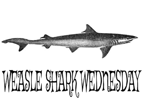 WEASEL SHARK WEDNESDAY