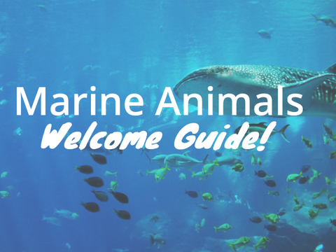 Marine Animals Welcome Guide