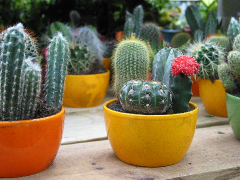 ✧