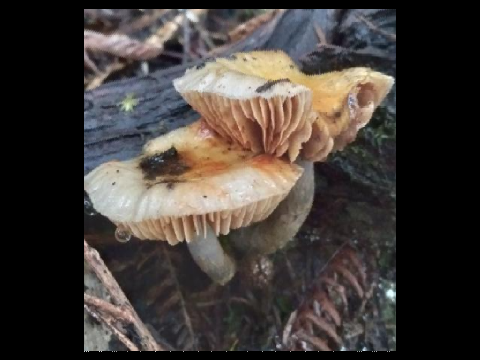 fungi hunt