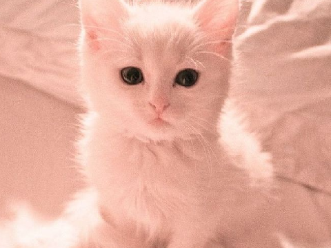 * ੈ♡