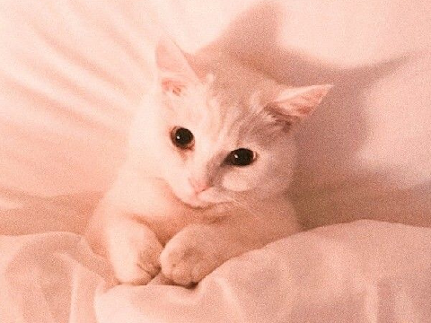 * ੈ♡
