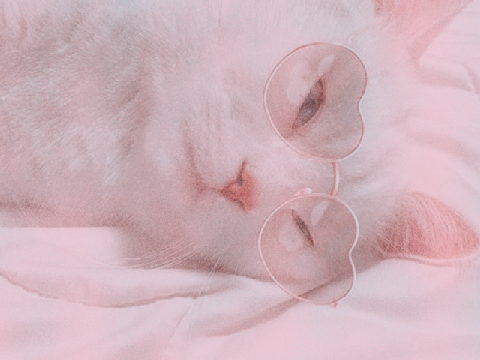 * ੈ♡