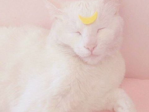 * ੈ♡