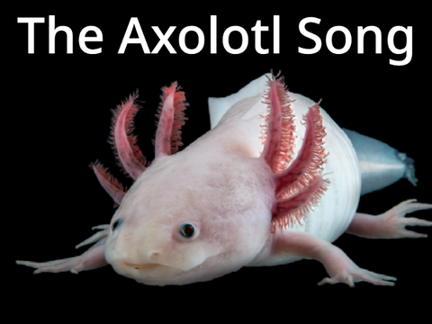 The Axolotl Song ~ Noteblocks