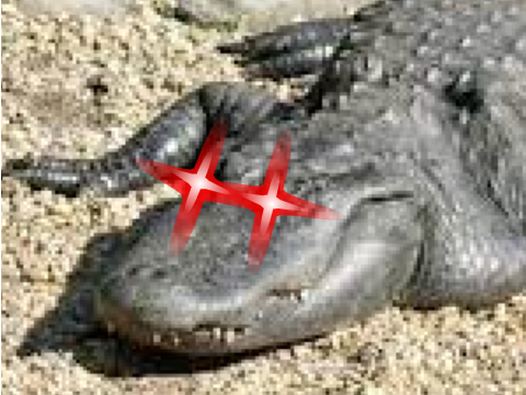 alligator