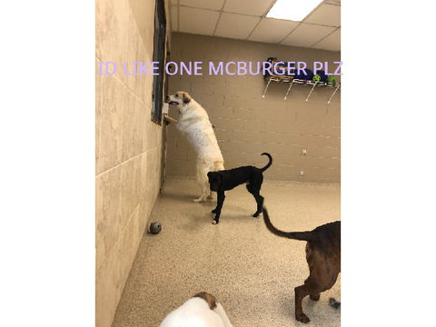 Pics from my work MEME