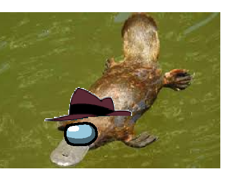 Perry the Platasus