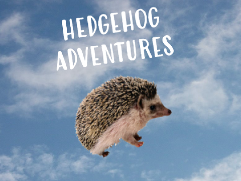 Hedgehog Adventure (Platformer)