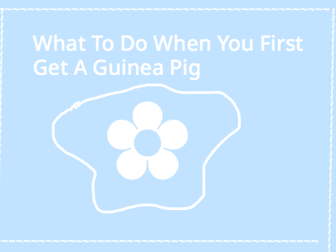 When You First Get A Guinea Pig (what to do)