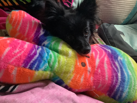I got a new dog!!! 