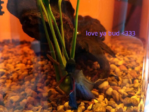 you were awesome fin