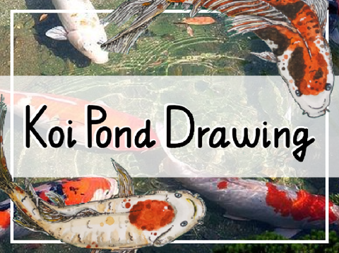 Koi Pond Drawing