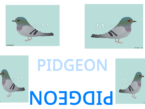 Best pigeon