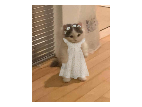 heyo memes