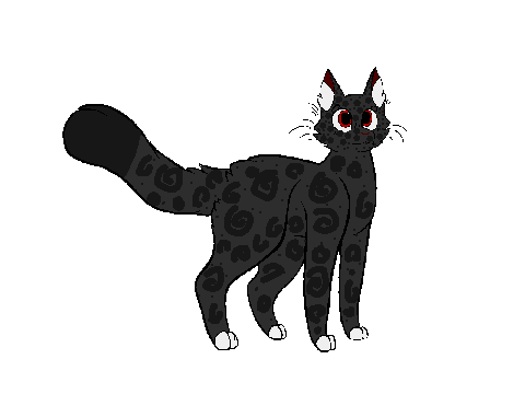 A cat :D