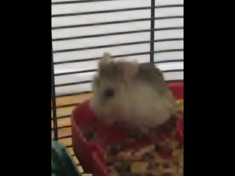 Meet meh hamster Maxxie