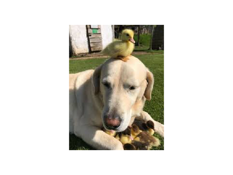 ❤️baby ducks❤️