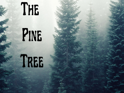 º◦The Pine Tree◦º