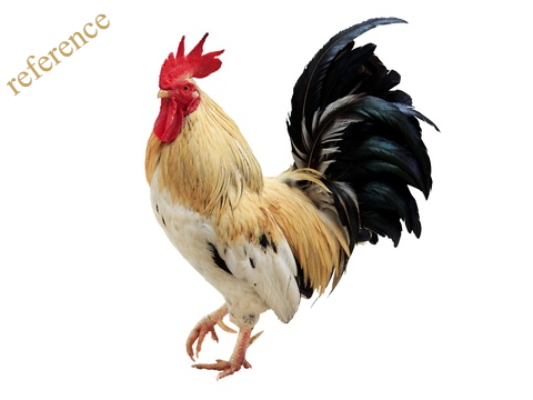 Chicken Blockshade