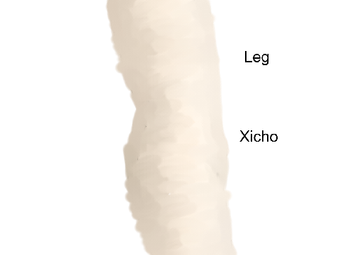 Leg art