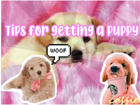 Tips for getting a dog/puppy