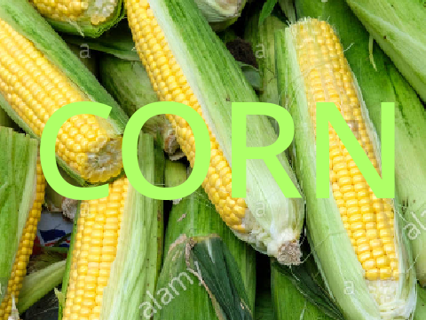 Corn.