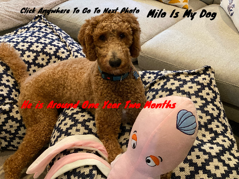 All My Pets!