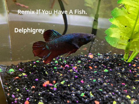 Remix If You Have A Fish