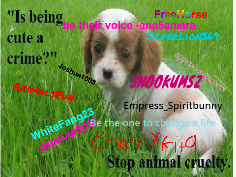 Please Sign to STOP ANIMAL ABUSE  remix remix