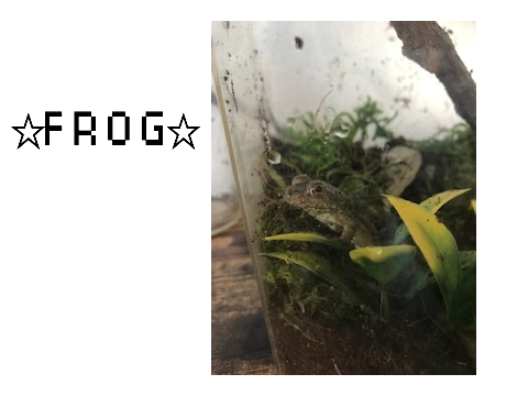 ✨ FROGG ✨