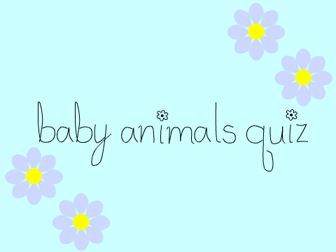 Baby Animals Quiz