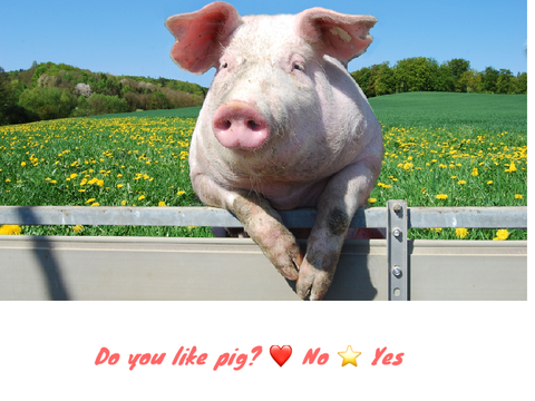 Do you like pigs?