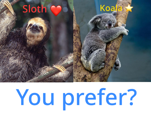 Koala or Sloth?