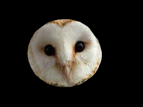 Logo for barnowl11