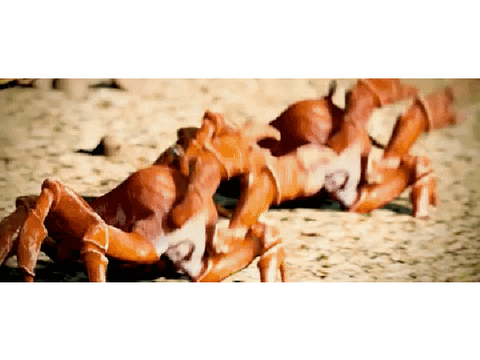 CRAB RAVE